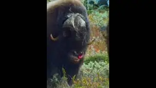 Wild Yak Battles Majestic🐂 Clashes in the Himalayan Highlands #shorts #wildlife #fight