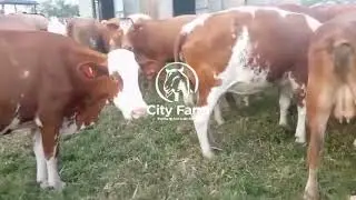 A Day on the Farm With Our Germany&rsquo;s Fleckvieh Cows | City Farm Uganda