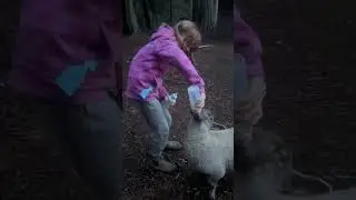Pure joy when a little girl bottle feeds my lamb