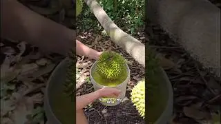 how to protect durian fruit from pests#shorts#short#trending#unique #fyp