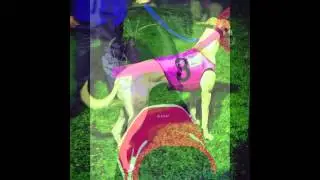 The Greyhound Industry