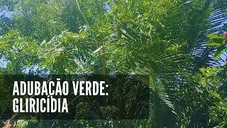 Uso da GLIRICÍDIA na ADUBAÇÃO VERDE