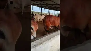 Red Brahman Biggest Bulls  #qurbanilovers #cattlefuns #10million #cattlefarm