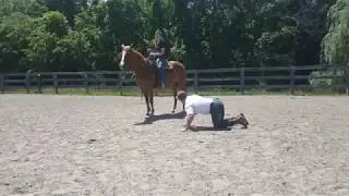 Horses that drop their inside shoulder