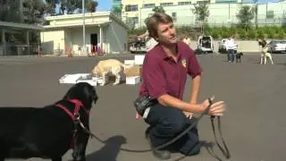 Detection Dog Training