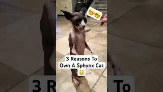 3 Reasons To Own A Sphynx Cat 🐱 #cat #sphynx #catbreed #cattype #kitten #info #pets #cute #cutecat