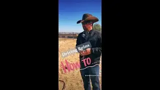 Attaching Driving Reins ~ #howto #colts #tips #shorts #horse #horsetraining #ridinghorse #fyp #pets