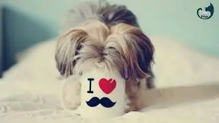 1 Hours ♫  Music for Pets ♫ || Relaxing Music for Dogs || Soothing Music For Cats #12