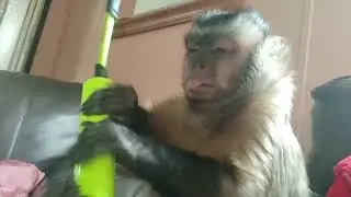 Gunner Boeh Pumping It Up Capuchin Style