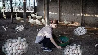 From Duck Coop to Market: Selling Fresh Duck Eggs | Hoang Thi Ngoc