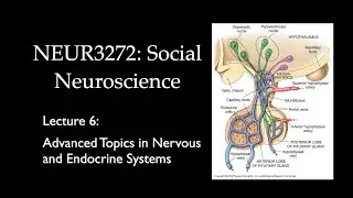 Lecture 06 Advanced Topics in the Nervous and Endocrine Systems