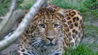 Leopard: Die letzten Sekunden vor dem Angriff