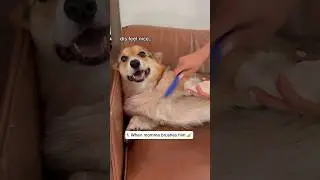 3 Things My Corgi Likes But Also Makes Him a Little Uncomfortable