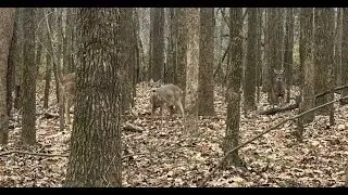 Deer Feed!! Trying out different types