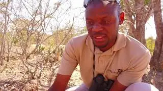 #SafariTrivia - This is how an African Civet marks its territory | EcoTraining