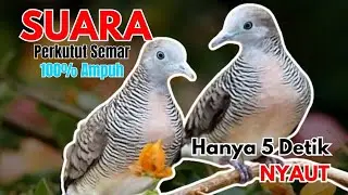 Perkutut Lokal Gaya Lama – Suara Klasik yang Dicari Kolektor anti zonk mp3 pancingan agar cepat bnyi