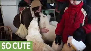 Farm guard dogs lovingly greet owner with kisses