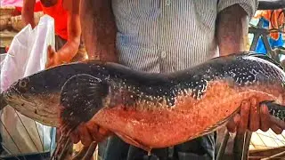 Unbelievable Big Sankehead Fish_Viral Monster Fish Catching|
