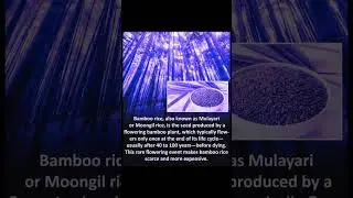 Bamboo Rice: The Rare Grain That Grows Once in a Lifetime! | Mulayari | Moongil Rice Facts