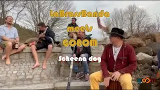 LaBrassBanda meets GO8OM  Scheena dog