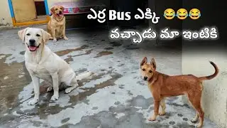 ఎవర్రా నువ్వు Le మా ఇంటికి  వచ్చినావ్..😂😂 | @Upendragani shorts vlogs