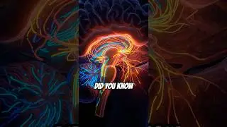 Language Shapes Your Mind 🧠🤯