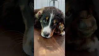 Очень сонный щенок бернского зенненхунда 🥹