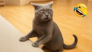 Funny Cat Fails 😆 Funny Cat Compilation 😂😁😆 Memes Part 14