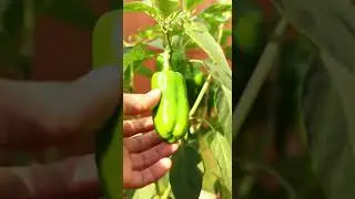 Consejos esenciales para plantar pimientos en casa 🌶️