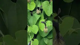 Aristolochia Ringens flower#viral #trending #funny #videography