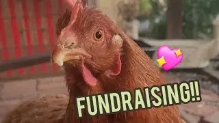 Chicken Needs To See Vet, Can You Help?? #petchicken #shyshy 