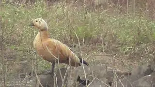 Ruddy shelduck calls when alarmed