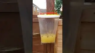 Dad reviews red top fly trap