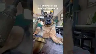 Мама, папа голоден 🤣🤣 #немецкаяовчарка #смешнаясобака #собака #смешноеживотное #смешно #короткоме...