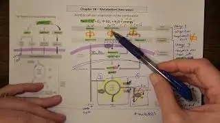 Important nucleotides in metabolism - ATP, NADH, FADH2, acetyl-CoA