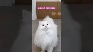 Cat vs. The Shrinking Hole Challenge! 🐱🕳️😂 #CatChallenge #FunnyCats