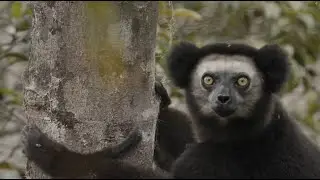 Indri (Indri indri)