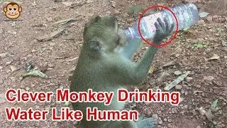 Clever Monkey Drinking Water Like Human - Cambo Monkey Living 2019