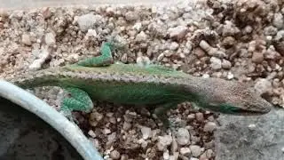 Carolina Anole Changes Color and His Desert Banded Gecko Friend