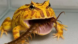Golden Frog and Centipede, Frog's Survival Instinct, frog king