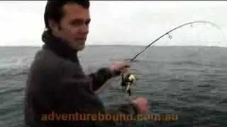 Adventure Bound - Giant Southern Calamari