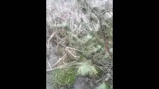 Eastern American Toad Calls