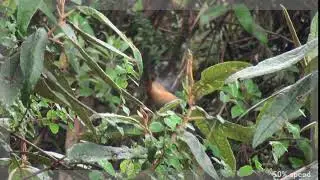 Conirostre &agrave; cape bleue (Conirostrum s. sitticolor) Blue-backed Conebill
