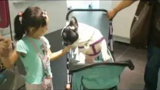 French Bull Dog Apple so Cool