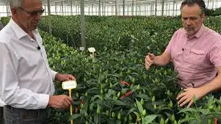 (RL) Roselily Jasmina @Van den Bos Test Greenhouse