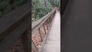 Grays arch trail red river gorge KY 👣