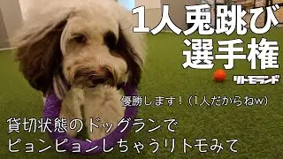 【ドッグラン】室内ドッグランにて1人うさぎ跳び選手権開催！ぴょんぴょんボールを追いかけたよ。