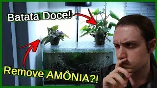 Batata Doce tira AMÔNIA e substitui o FILTRO do AQUÁRIO?