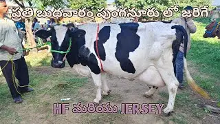 Best Hf, Jersey Cow Market in Punganur going on Every Wednesday 6AM to 12PM
