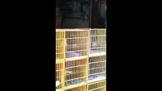 雀仔街閃